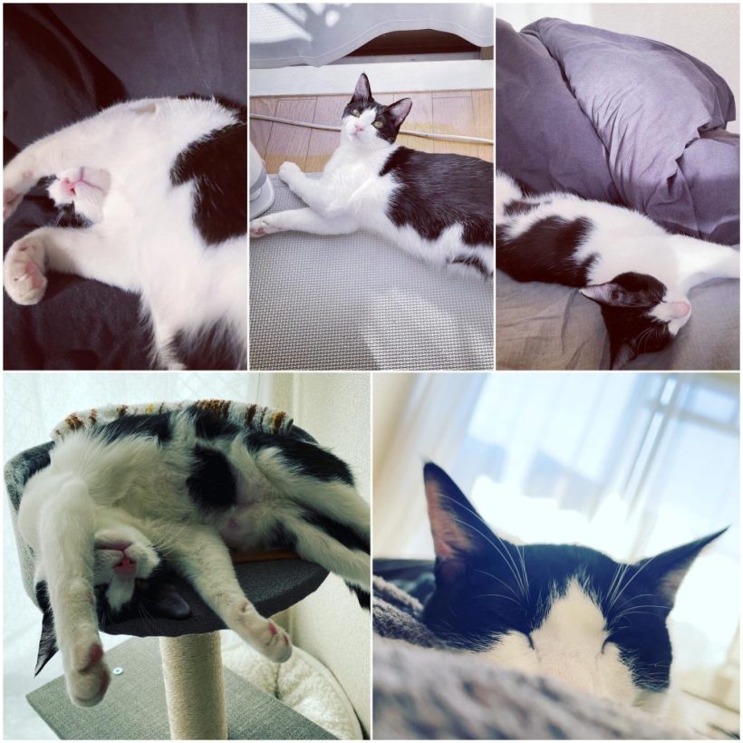 ﾈｺﾁｬﾝは偉大