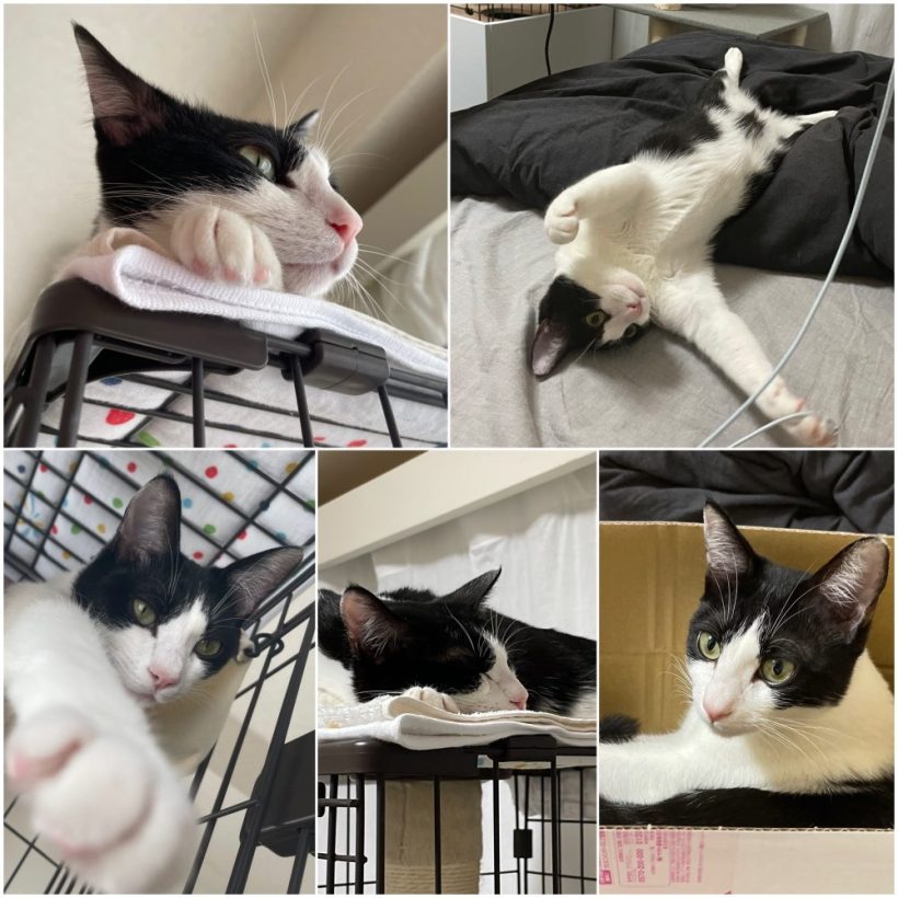 あけましておめでとうござます